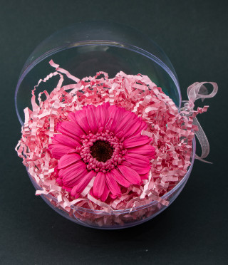 Истински гербер в цветна сфера