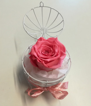 Rose in a cage
