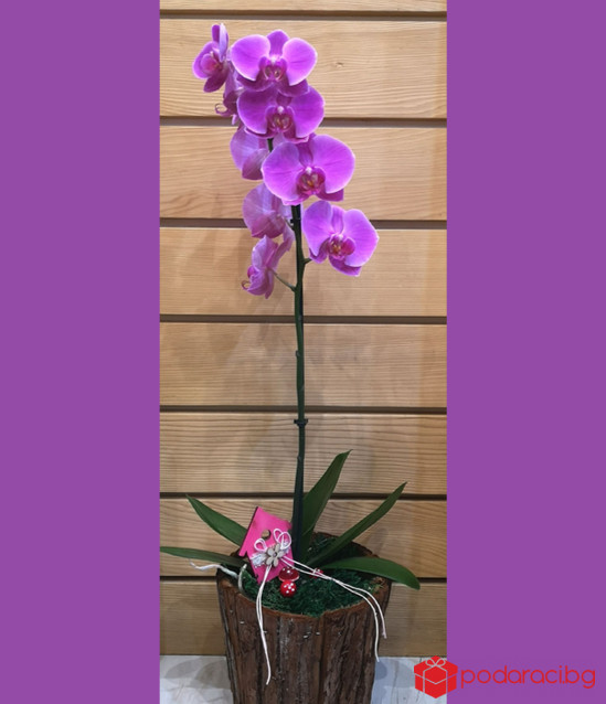 Орхидея с декорация