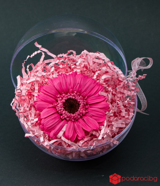 Истински гербер в цветна сфера