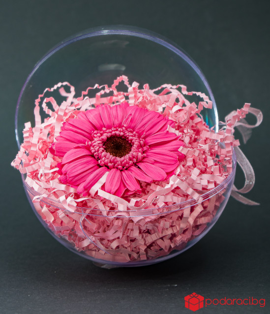 Истински гербер в цветна сфера