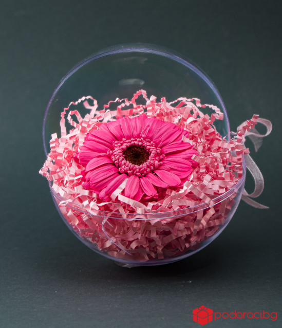 Истински гербер в цветна сфера