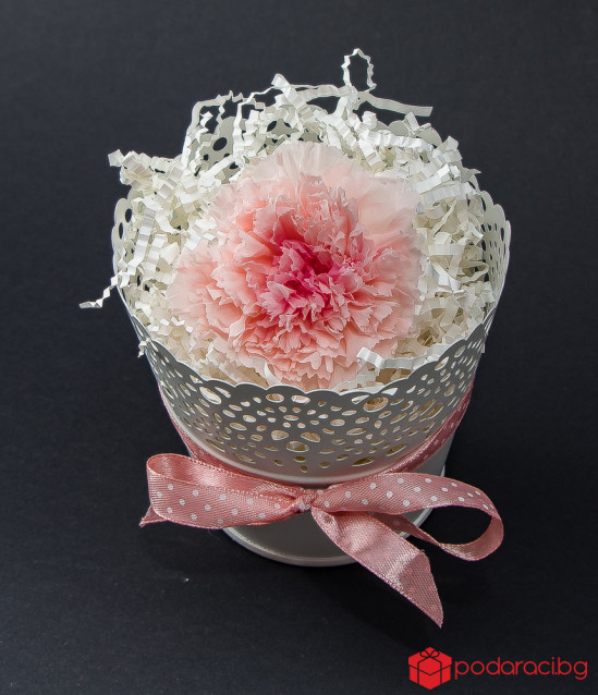 Истински карамфил във винтидж кашпа