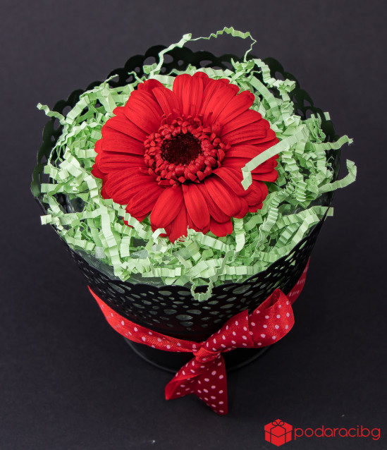 Истински гербер във винтидж кашпа