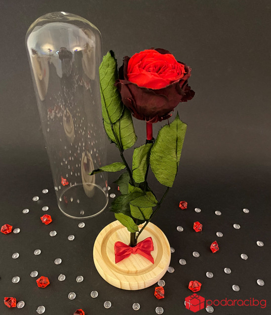 Английска роза в стъклен купол