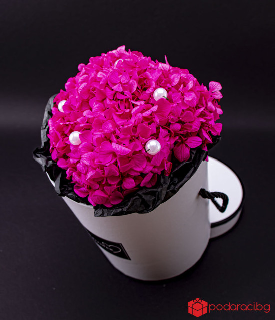 Вечна розова хортензия