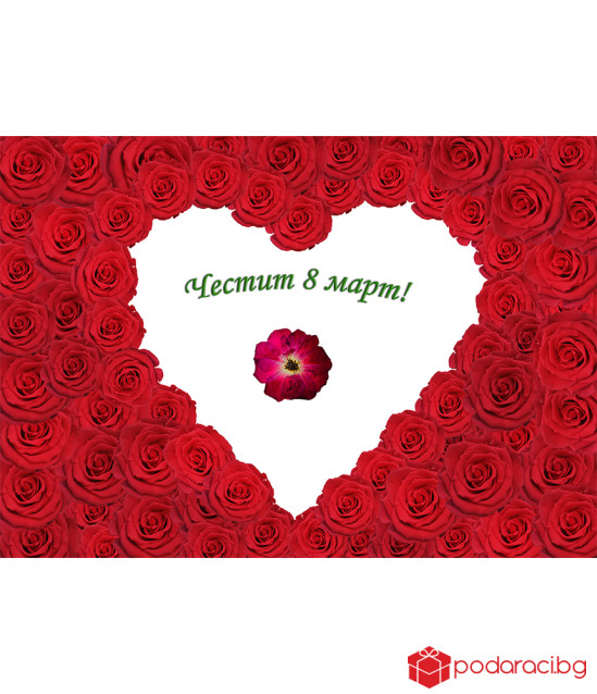 A real red rose framed for March 8