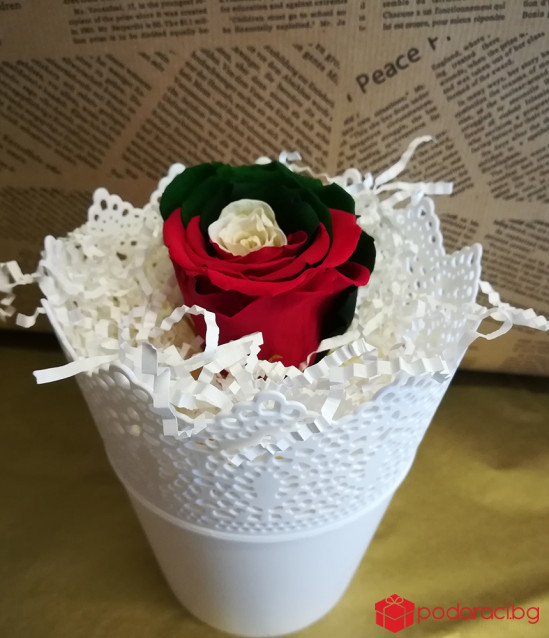 Вечна роза България във винтидж кашпа