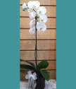 Орхидея в керамична кашпа