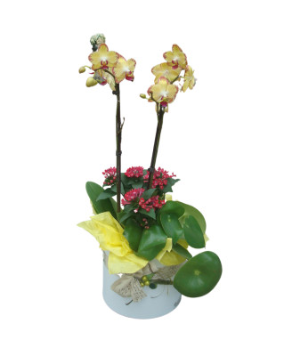 Саксийни растения, аранжирани в кутия